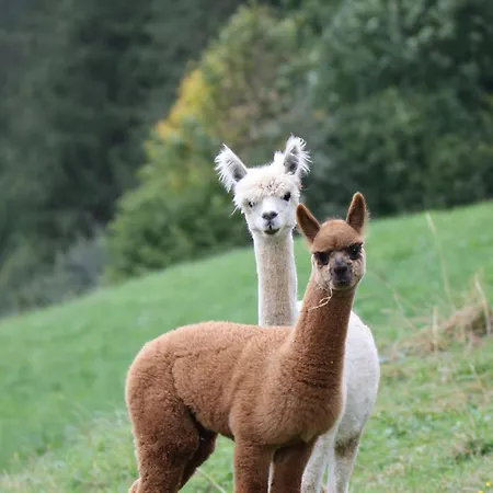 Grillinghof 蒂罗尔-基希贝格