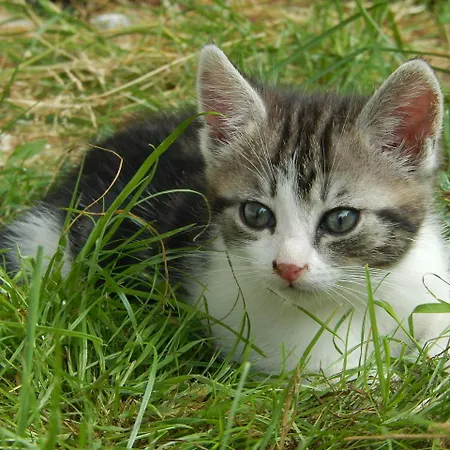 Alloggio per agriturismo Grillinghof Kirchberg in Tirol