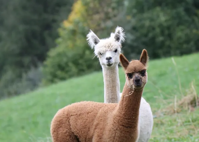 Grillinghof Kirchberg in Tirol