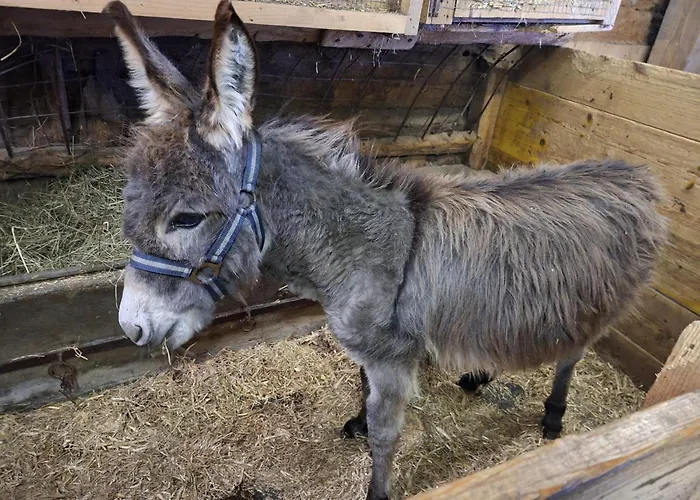 Vakantieboerderij Grillinghof *