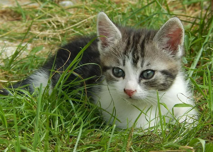 Farmház Grillinghof Kirchberg in Tirol