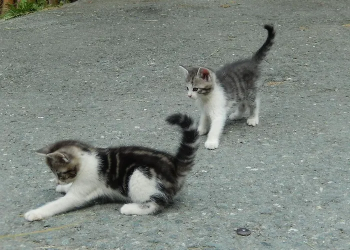 Grillinghof Farmház *