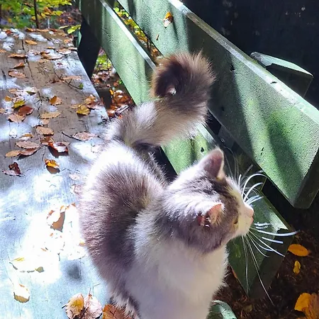 Grillinghof ファームステイ