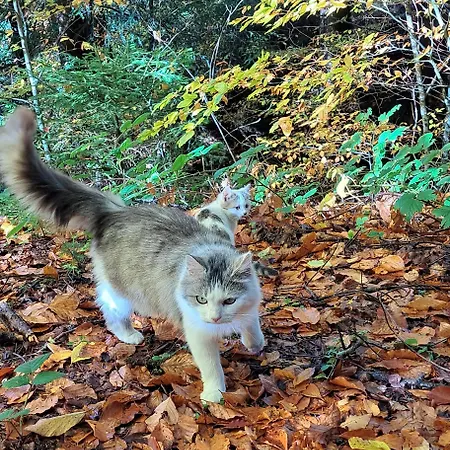 Grillinghof キルヒベルク・イン・チロル