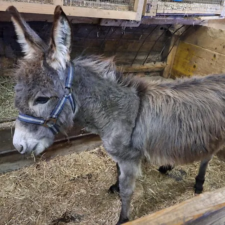 Vakantieboerderij Grillinghof *